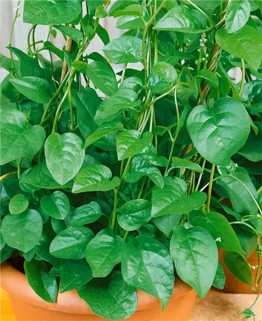 Basella alba Pflanze, Pflege & Tipps  Floragard