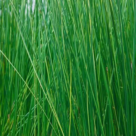 Australische Binse Australische Binse