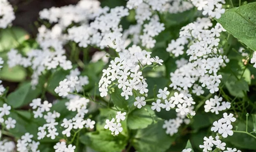 Brunnera macrophylla 'Marleys White'