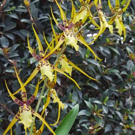 Brassia 'Tessa' Brassia 'Tessa'