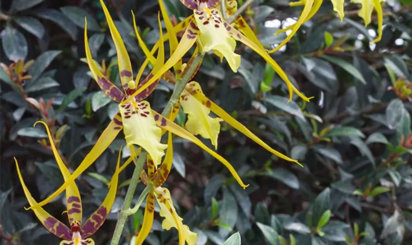 Brassia 'Mystic Maze'