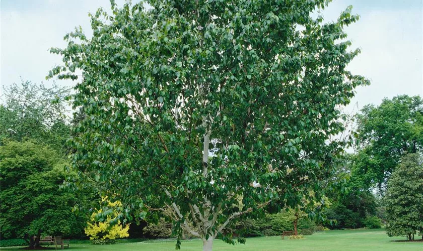 Himalayabirke 'Grayswood Ghost'