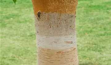 Bildvorschau