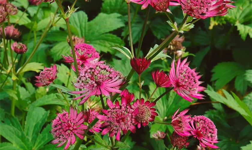 Garten-Sterndolde 'Claret'