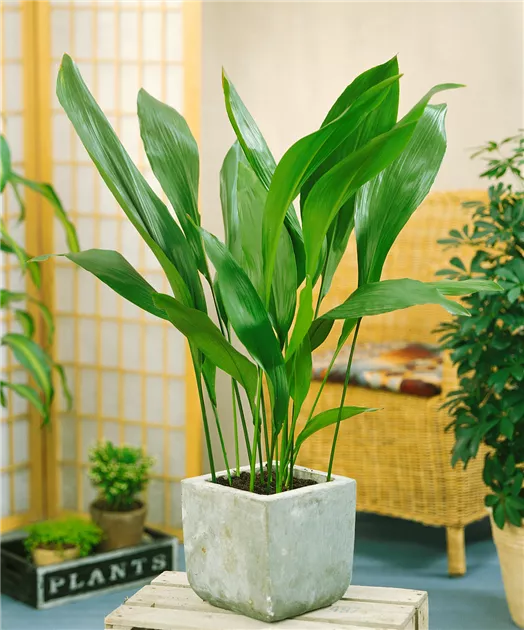 Aspidistra elatior 'Milky Way' Pflanze, Pflege & Tipps  Floragard