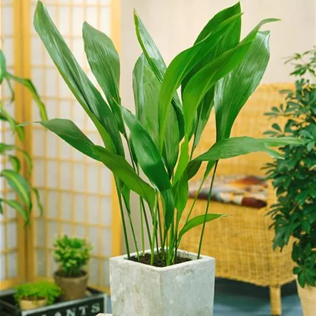 Aspidistra elatior 'Milky Way' Aspidistra elatior 'Milky Way'