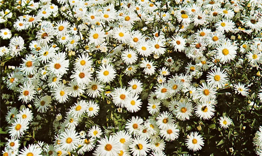 Garten-Glattblatt-Aster 'Fair Lady'