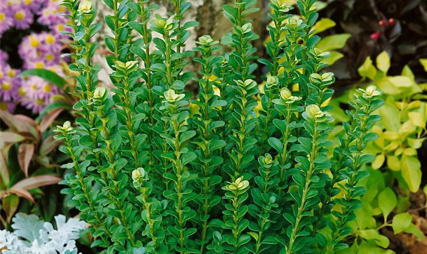 Buchsbaum 'Handsworthiensis'
