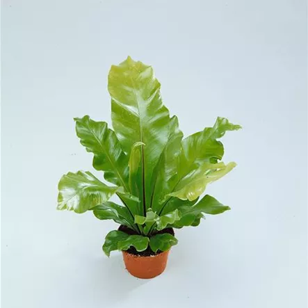 Asplenium nidus 'Campio' Asplenium nidus 'Campio'