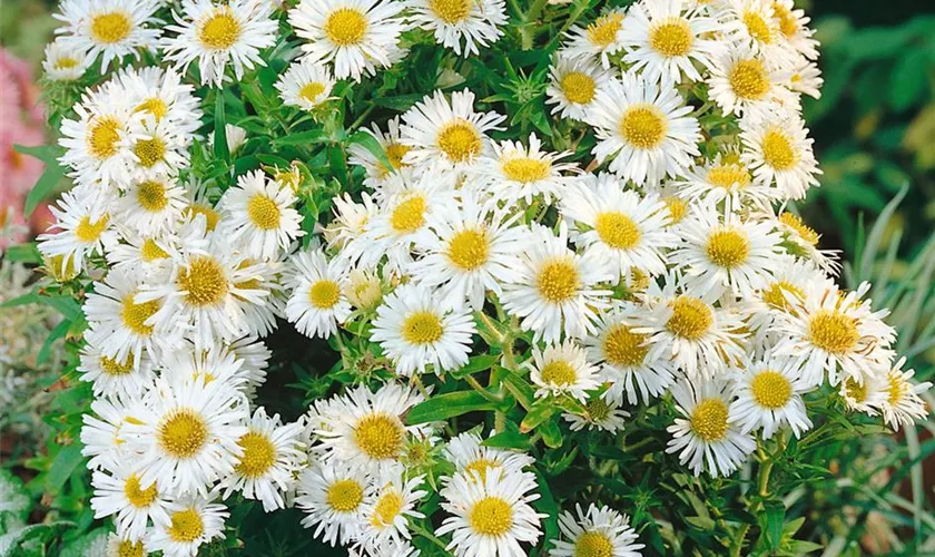 Garten-Glattblatt-Aster 'Bonningdale White'
