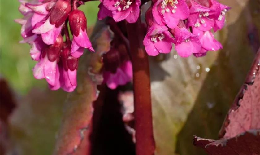 Garten-Bergenie 'Abendglocken'