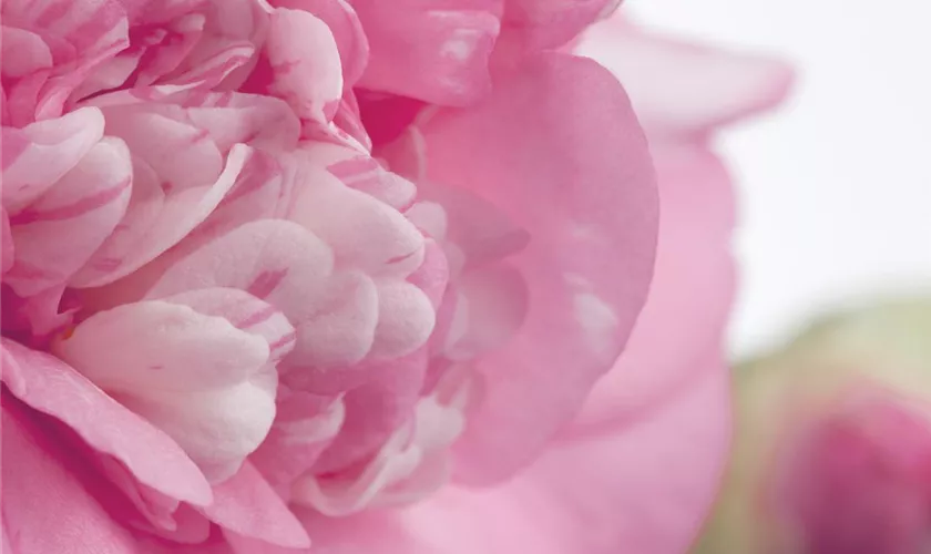 Kamelie 'Francine'