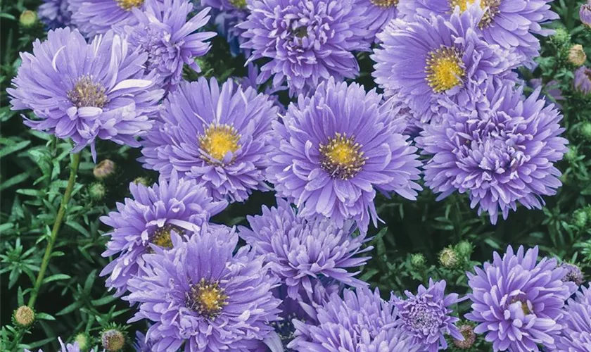 Garten-Glattblatt-Aster 'Velvet Blue'