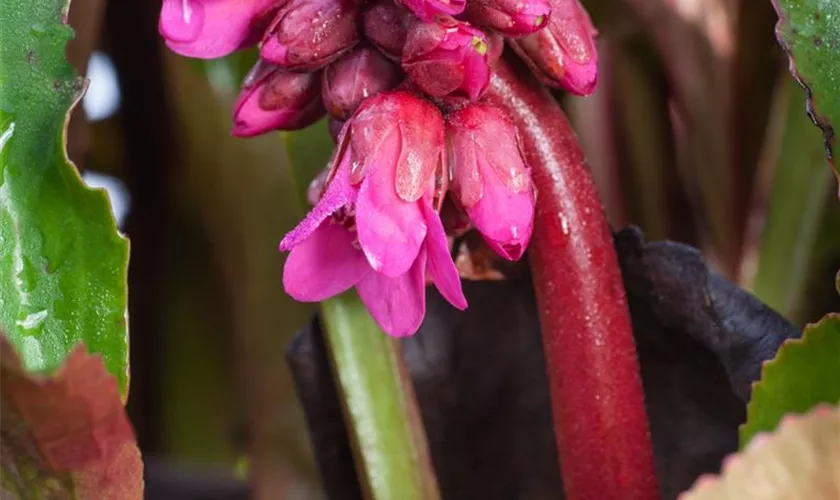 Garten-Bergenie 'David'