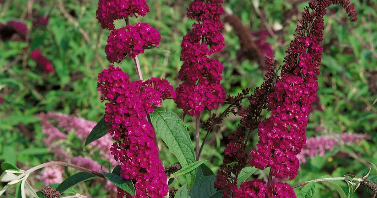Buddleja davidii 'Burgundy' Pflanze, Pflege & Tipps  Floragard