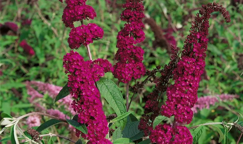 Sommerflieder 'Burgundy'