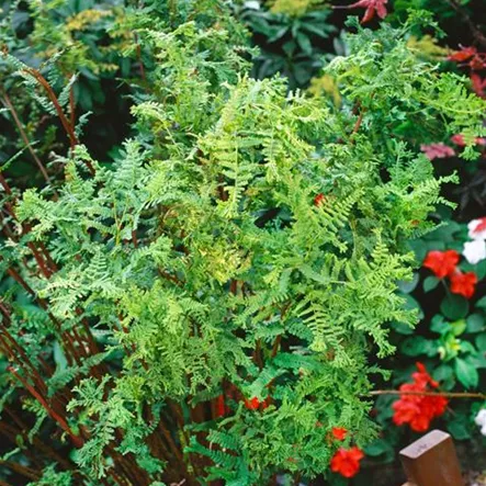 Athyrium filix-femina 'Cristatum'