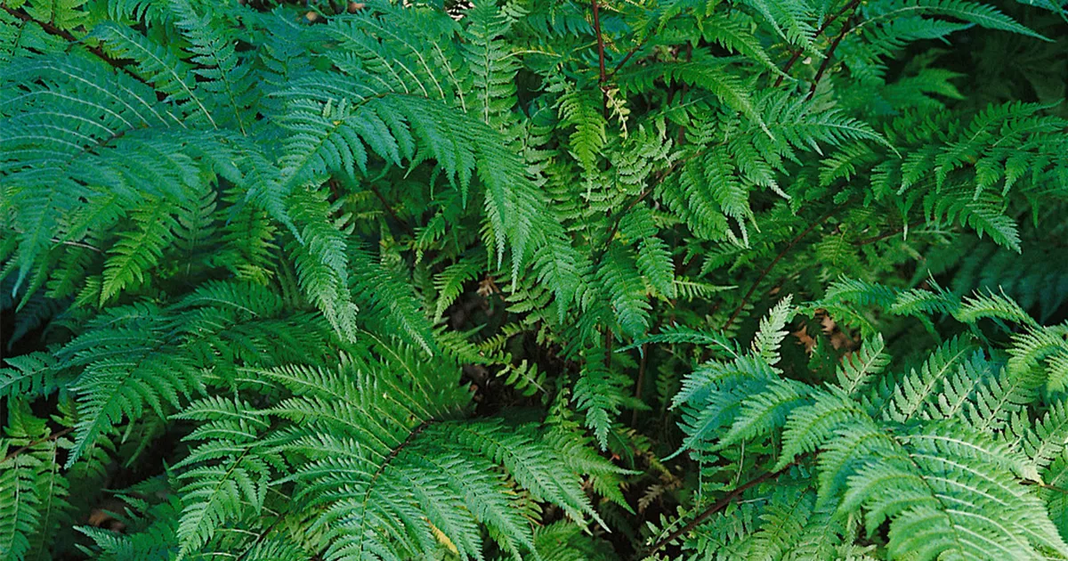 Lady in Red Pflanze, Pflege & Tipps Floragard