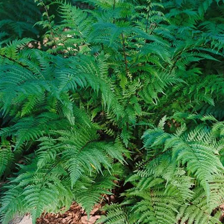Athyrium filix-femina 'Lady in Red'