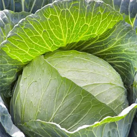 Brassica oleracea var. capitata