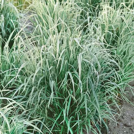 Arrhenatherum elatius var. bulbosum Arrhenatherum elatius var. bulbosum