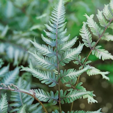 Athyrium Athyrium