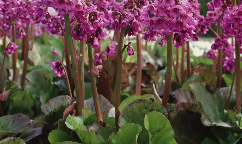 Garten-Bergenie 'Pinneberg'