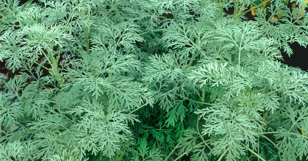 Artemisia arborescens Pflanze, Pflege & Tipps  Floragard