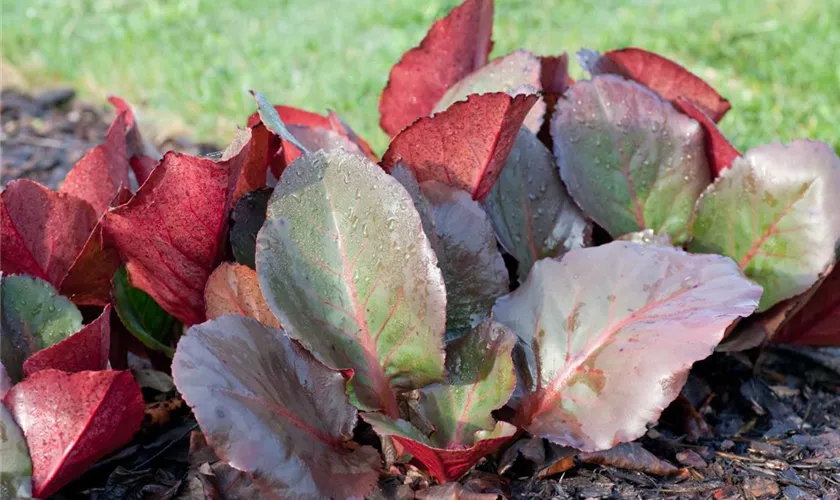Garten-Bergenie 'Winterzauber'
