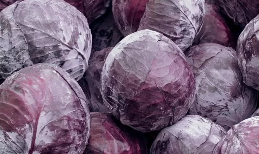 Rotkohl 'Granat'