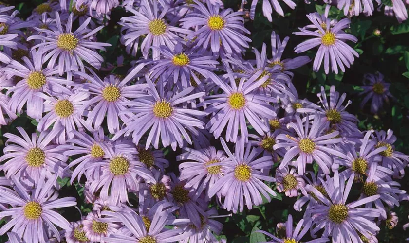 Garten-Sommer-Aster 'Kobold'