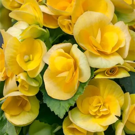 Begonia elatior 'Nadine' Begonia elatior 'Nadine'