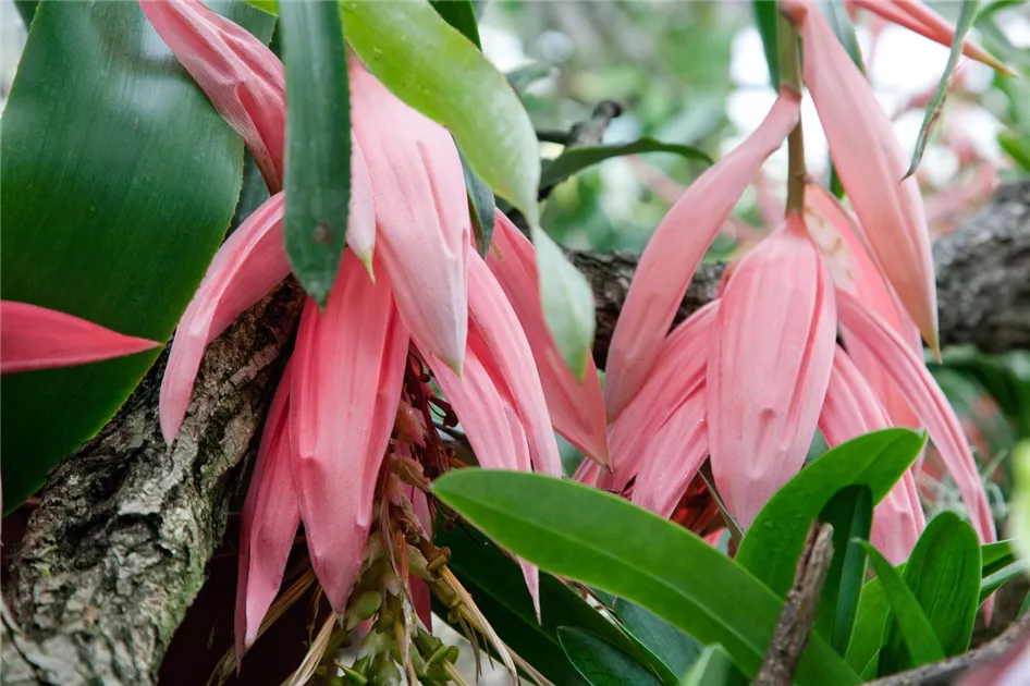 Zimmerhafer Pflanze, Pflege & Tipps  Floragard