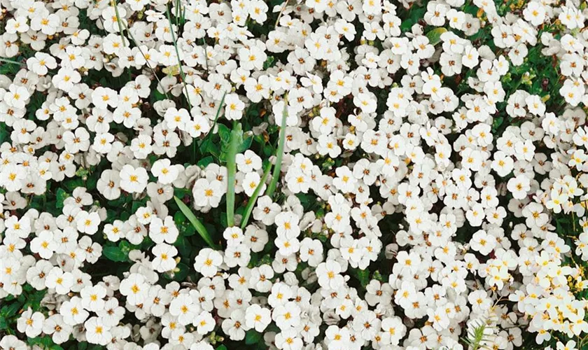 Griechisches Blaukissen 'Alba'