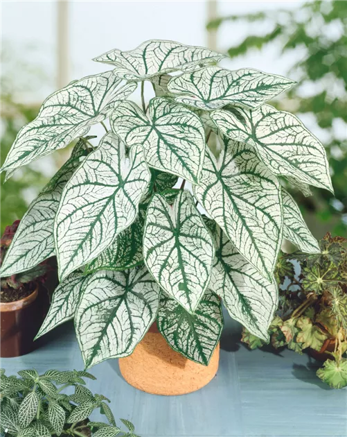 anacampseros rufescens variegata Buy Anacampseros Telephiastrum Variegata