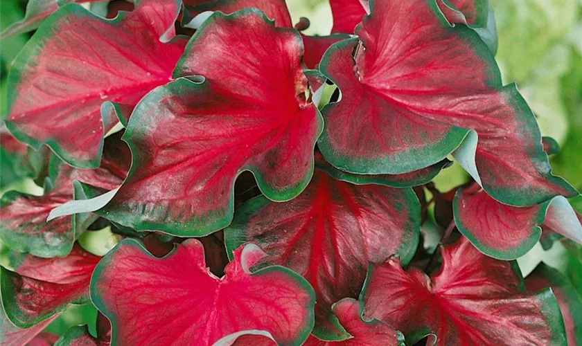 Kaladie 'Florida Red Ruffles'