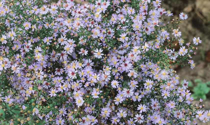 Herzblättrige Schleier-Aster