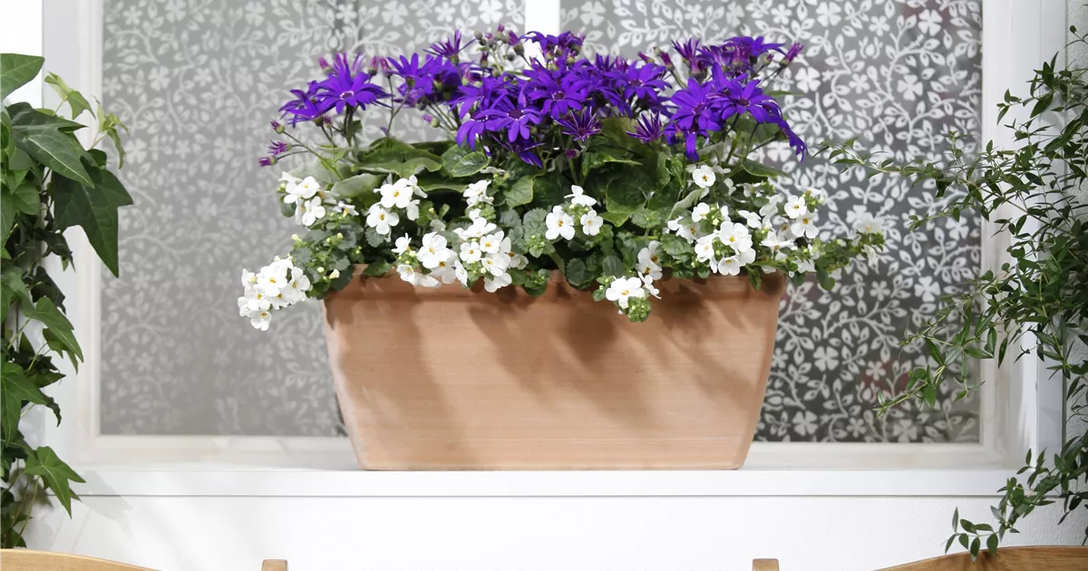 Winterharte Pflanzen für den Balkon Floragard