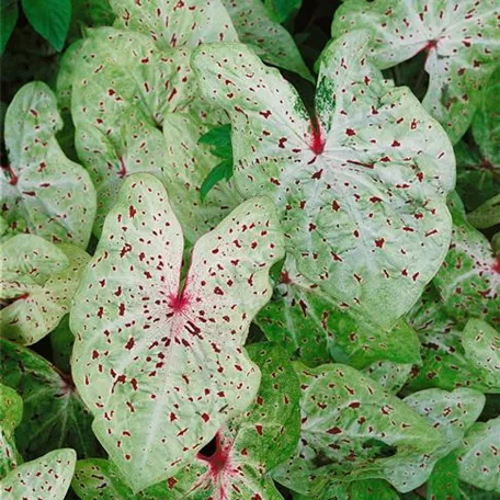 Caladium 'Miss Muffet'