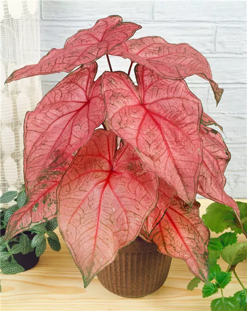 zimmerpflanze palme klein Areca-Palme | 280cm | Online kaufen