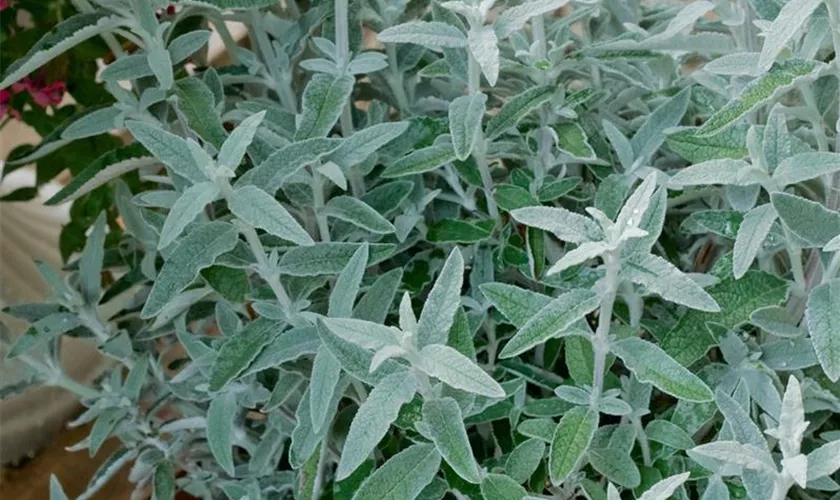 Schmetterlingsflieder 'Morning Mist'