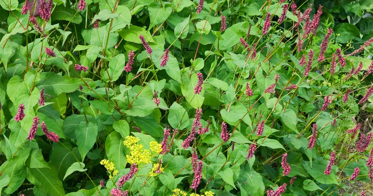 Bistorta amplexicaulis 'Taurus' Pflanze, Pflege & Tipps Floragard
