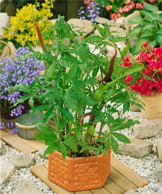 Arum dracunculus Pflanze, Pflege & Tipps  Floragard