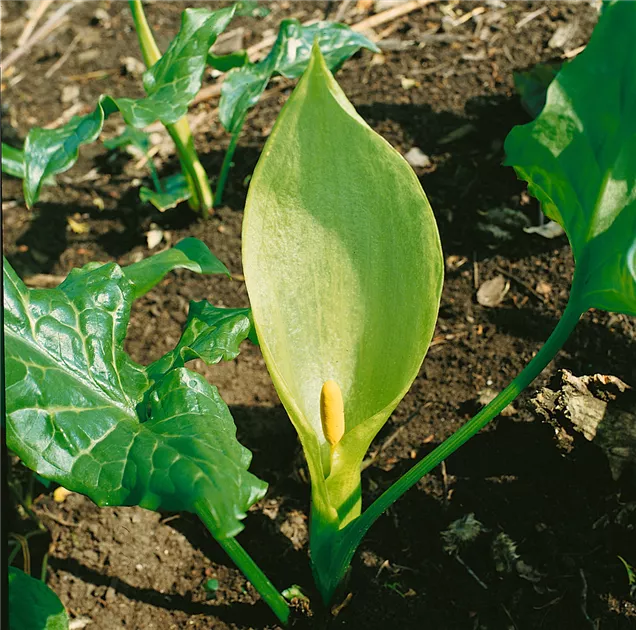 Arum maculatum Pflanze, Pflege & Tipps  Floragard