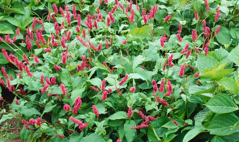 Garten-Kerzenknöterich 'September Spires'