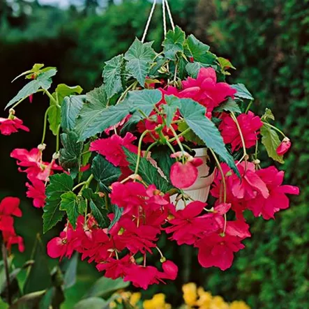 Begonia odorata 'Pink Delight' Begonia odorata 'Pink Delight'