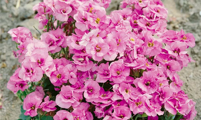 Garten-Blaukissen 'Havelberg'