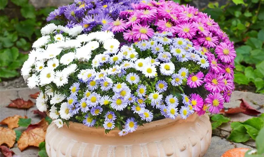 Garten-Kissen-Aster 'Kristina'