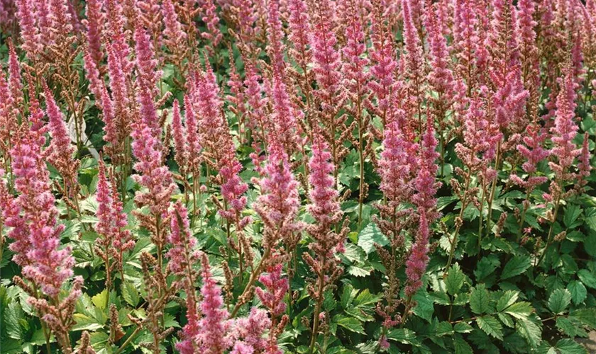 Garten-Prachtspiere 'Rubra'