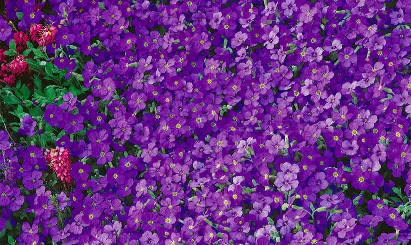 Garten-Blaukissen 'Kitty'